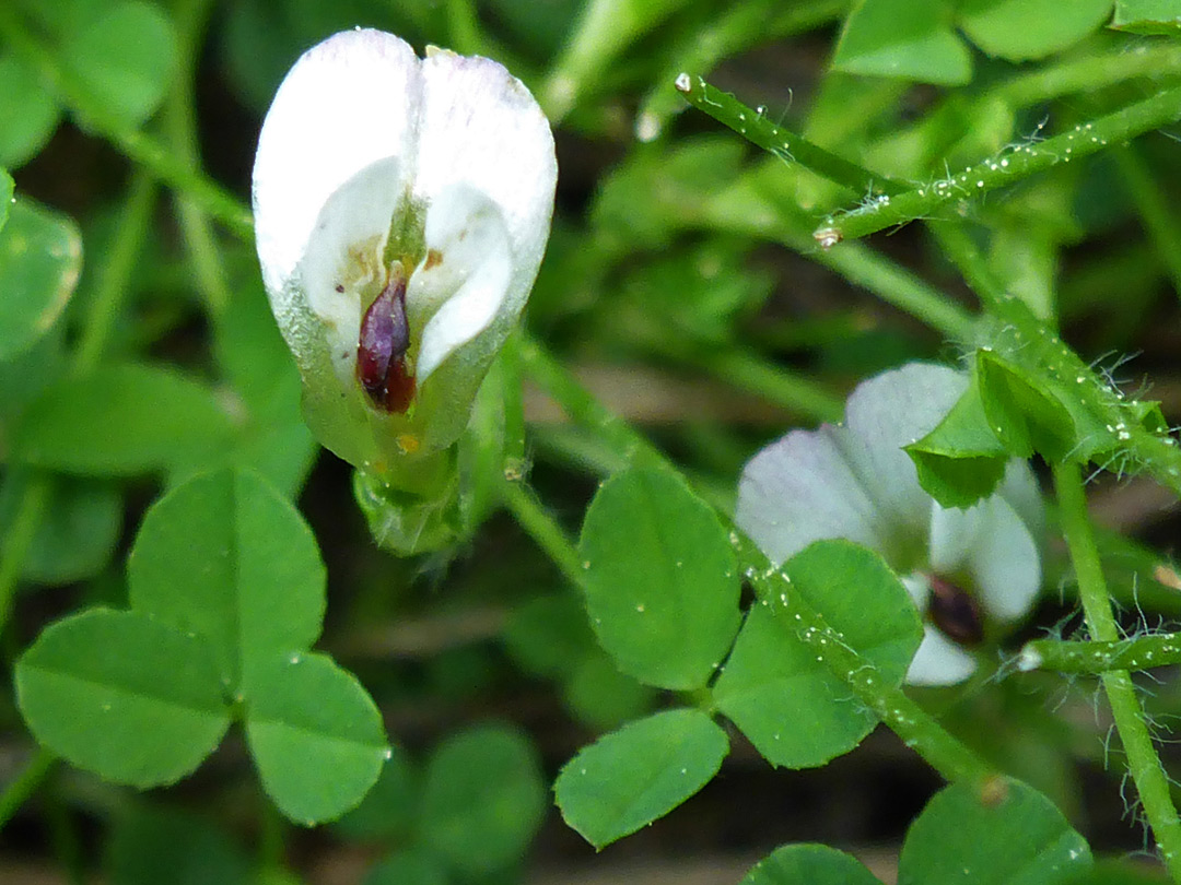 White and purple flower