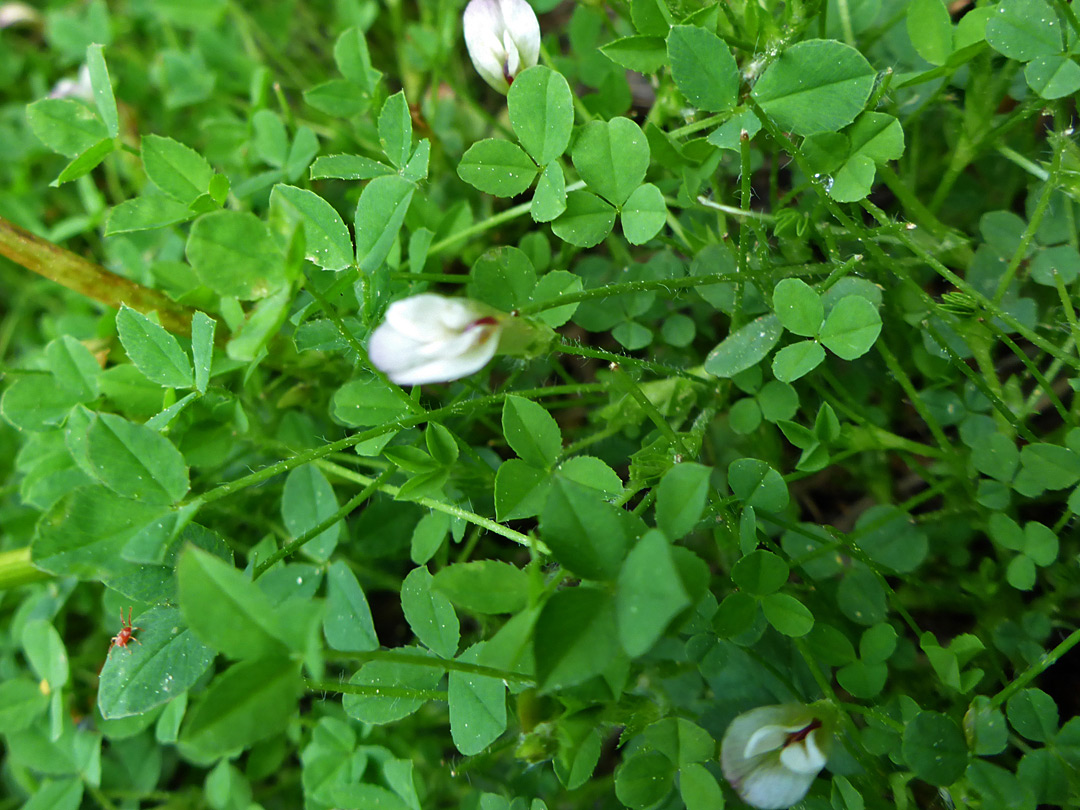 Leaves and flowers