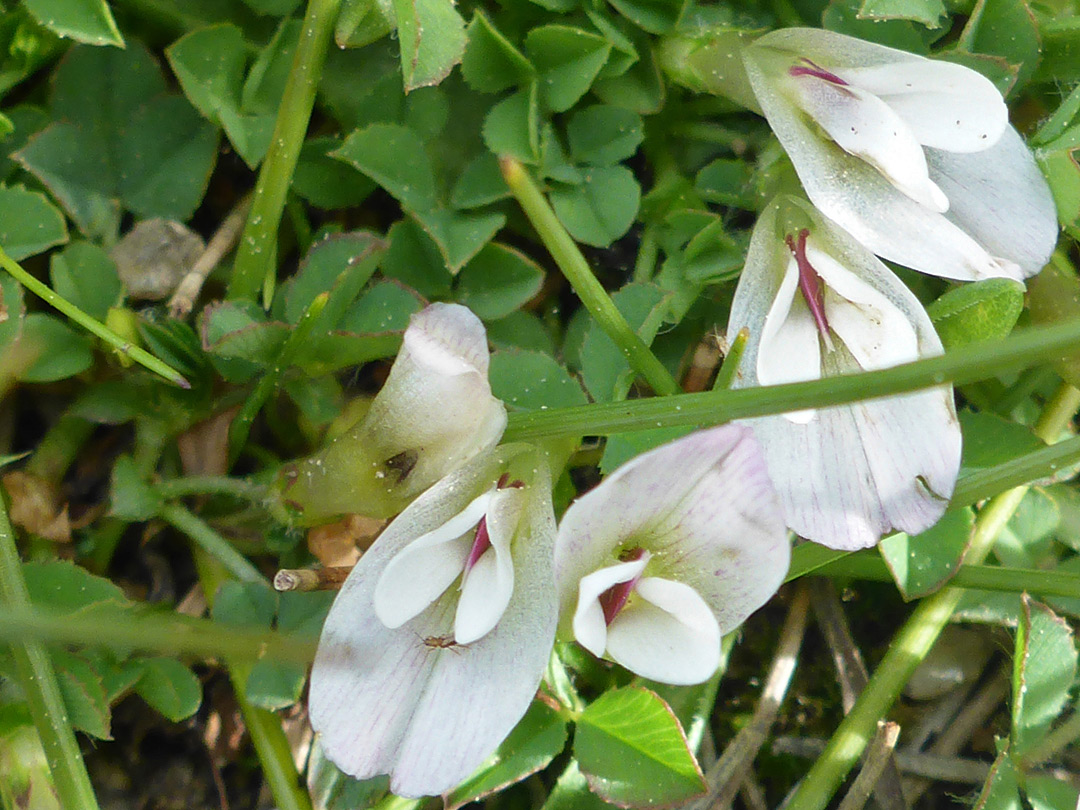 Flower cluster