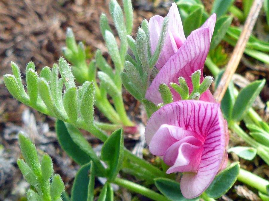 Leaves and flowers