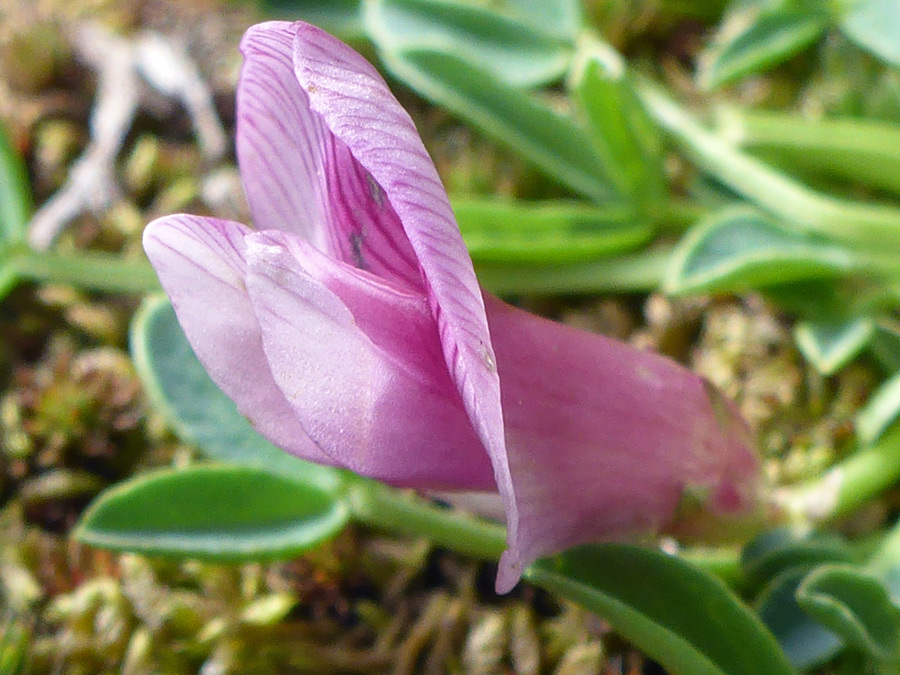 Pink flower