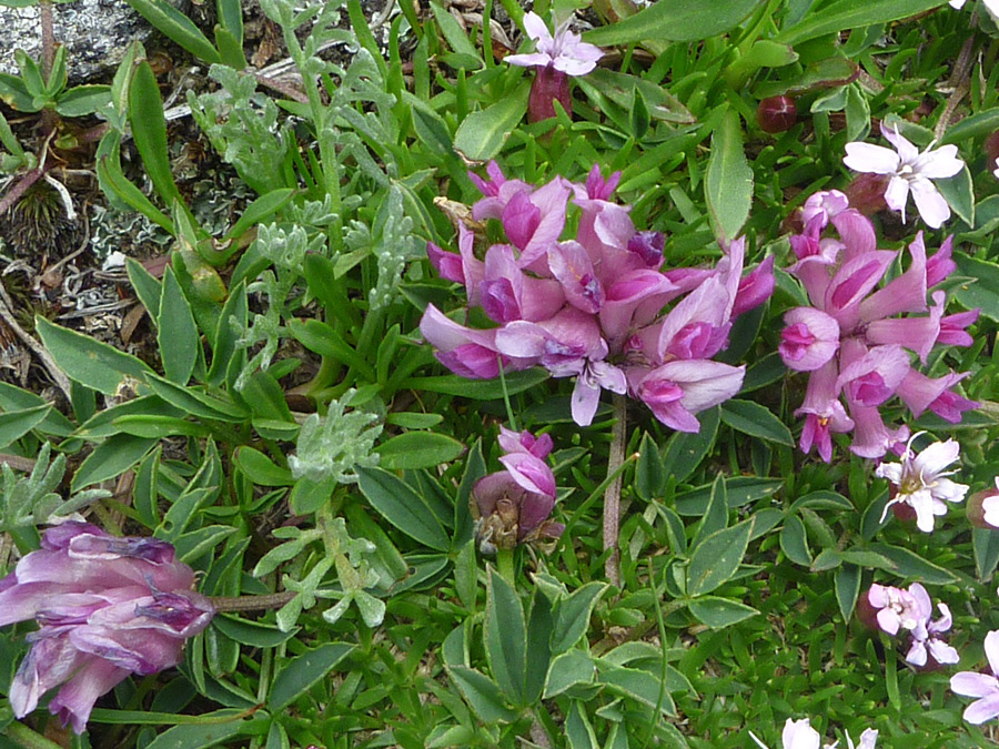 Purple pink flowers