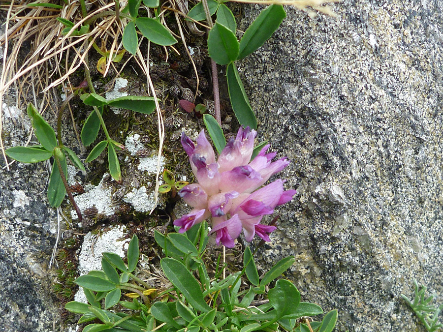 Purple-pink cluster