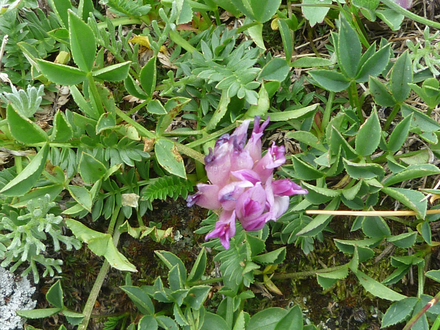 Flowers and leaves