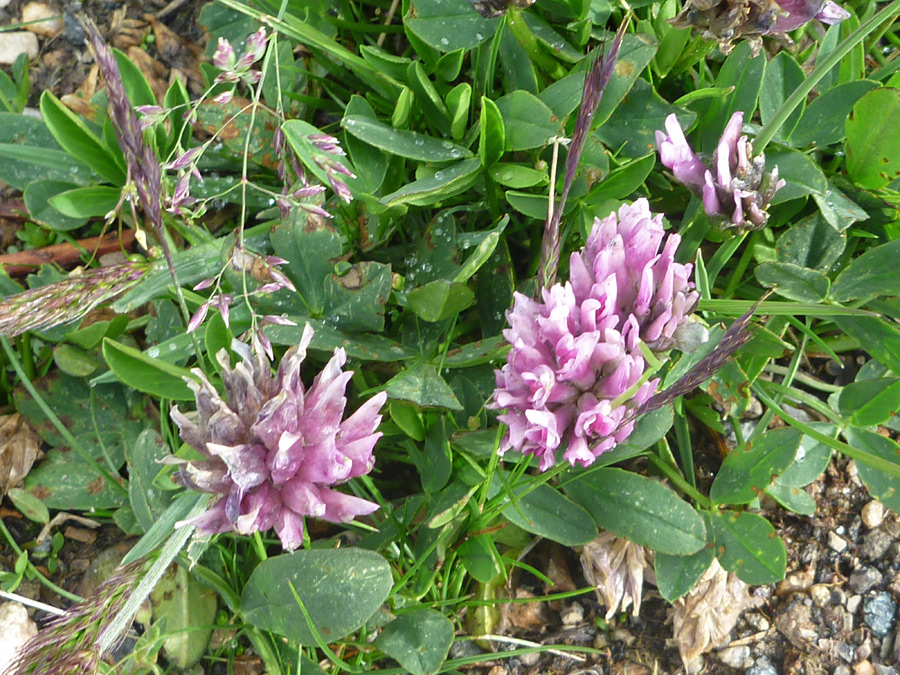 Leaves and flowers