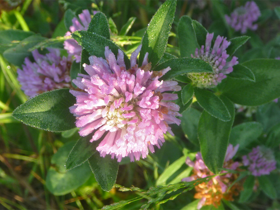 Flowerhead