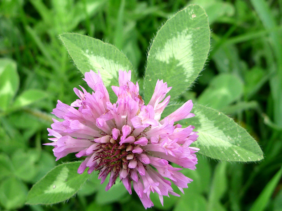 Ciliate leaves