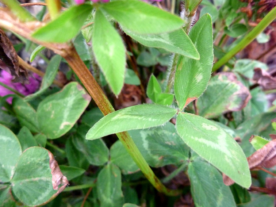 Trifoliate leaves