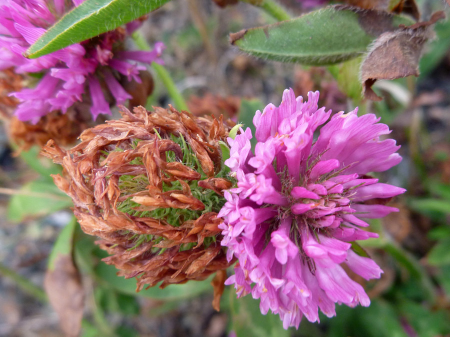 Pink and brown florets