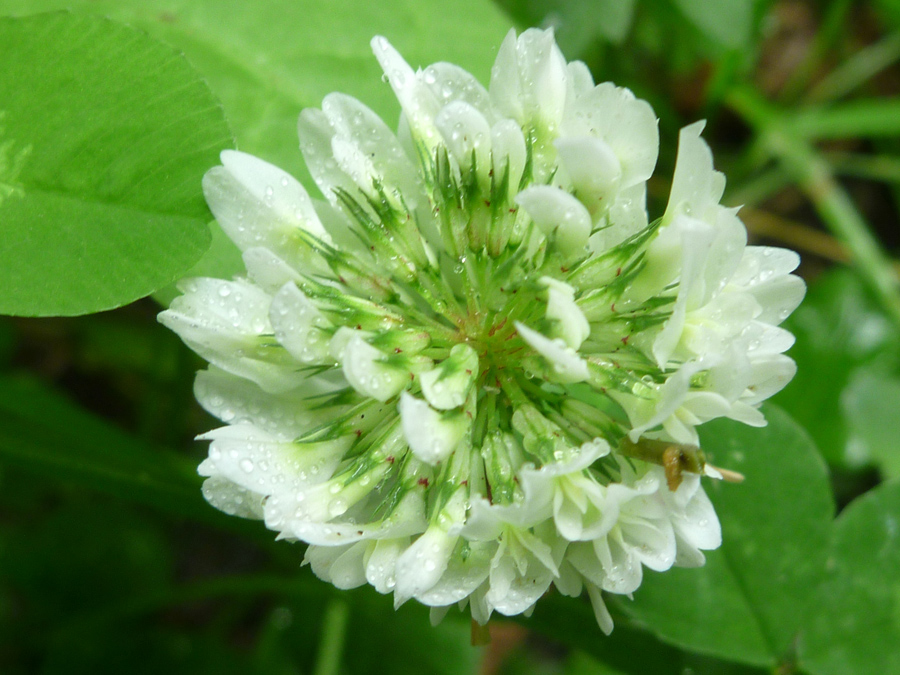 Spherical cluster