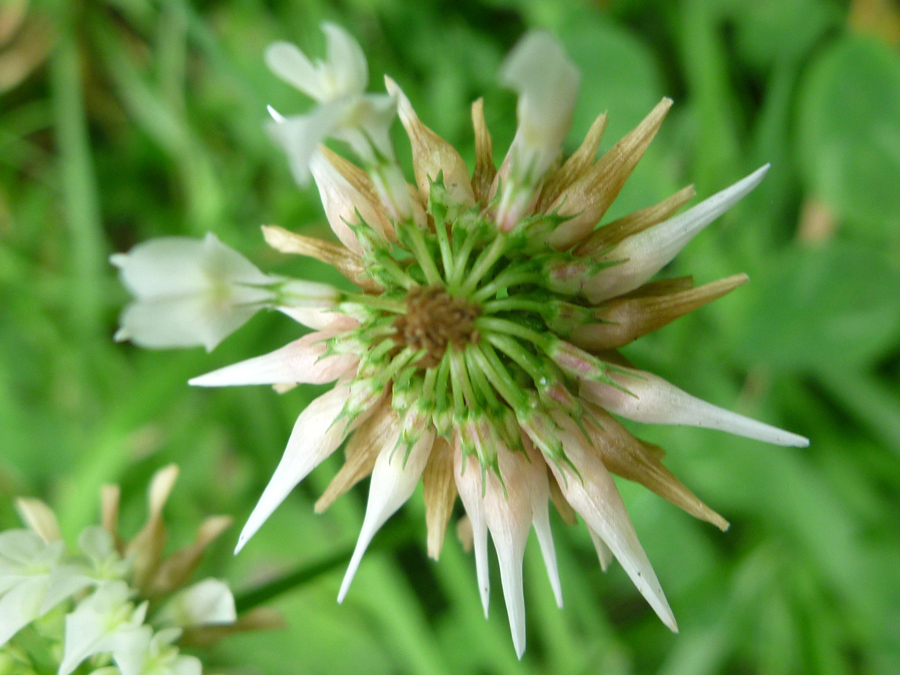 Withering flowers