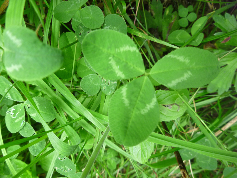 Trifoliate leaf