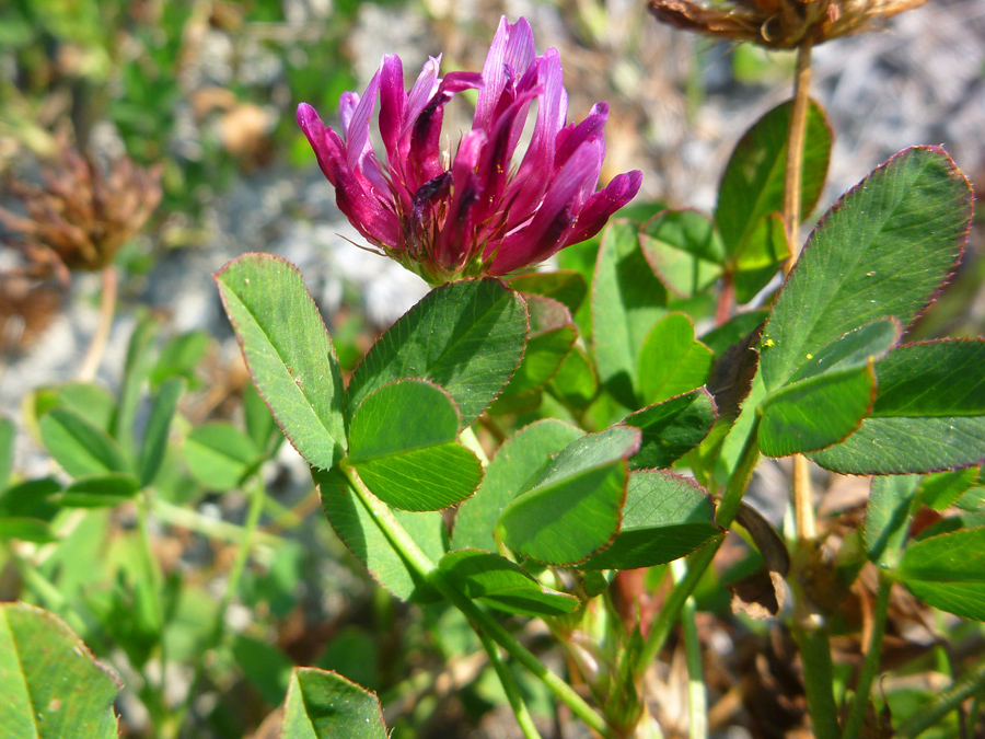 Trifoliate leaves