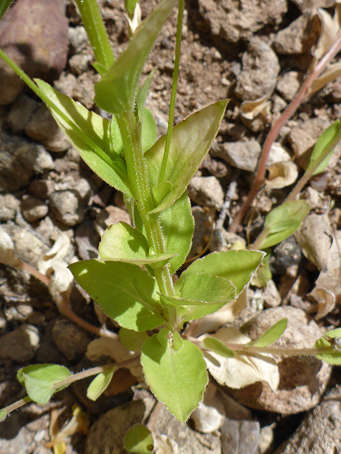 Lower stem leaves