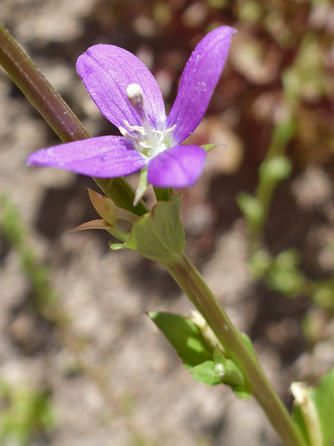 Flower and stem