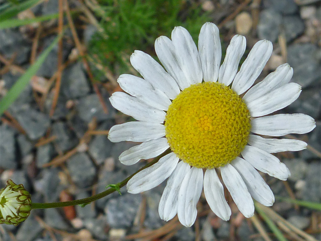 Scentless mayweed