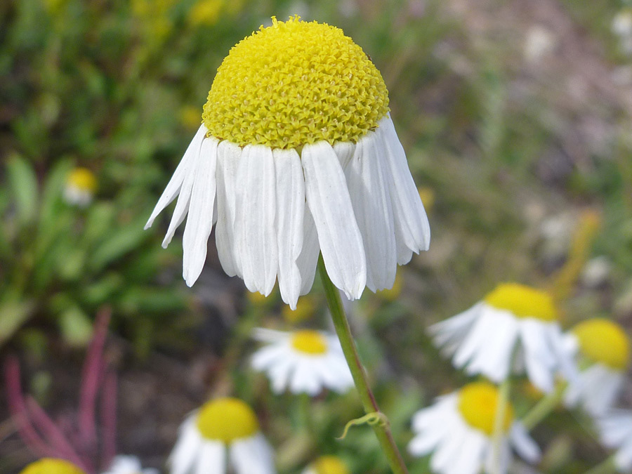 Downwards-pointed petals