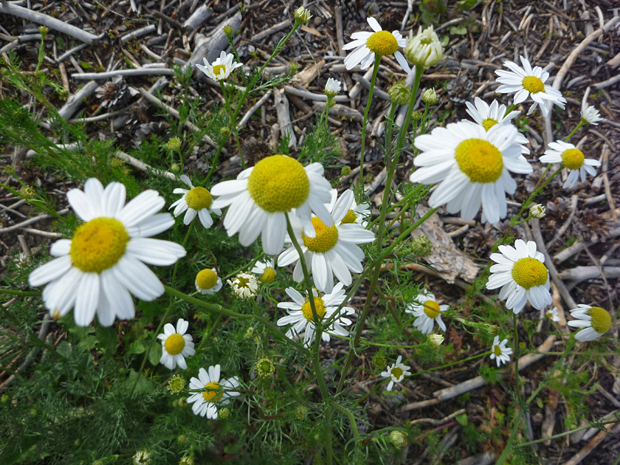 Flowers, stems and leaves