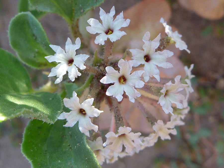 Tiny white flowers