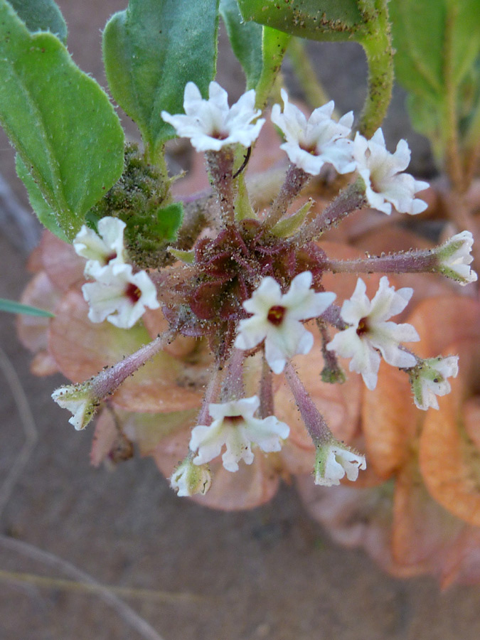 Sandy flowers