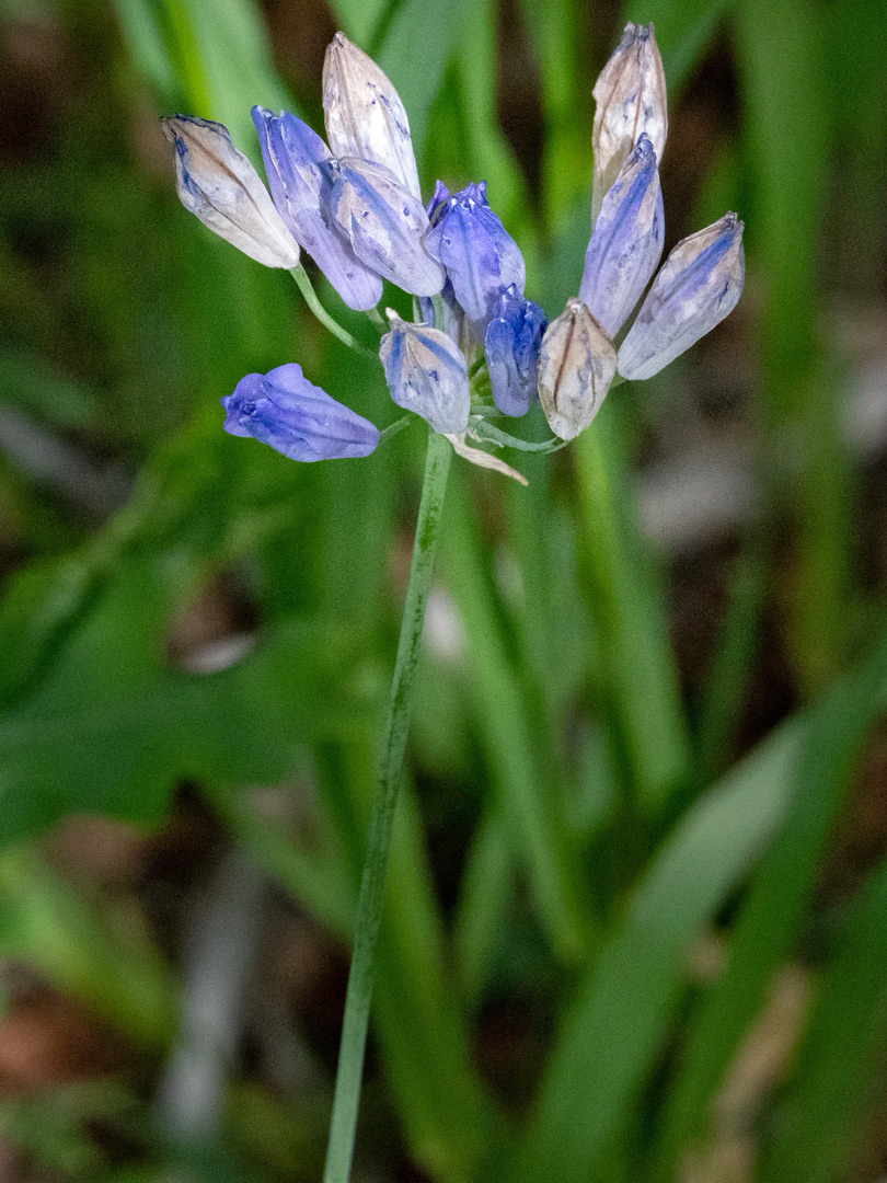 Flowers and stem