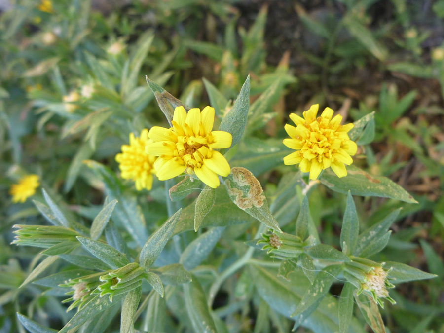 Yellow flowers