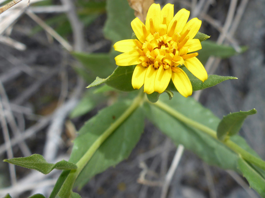 Yellow flowerhead