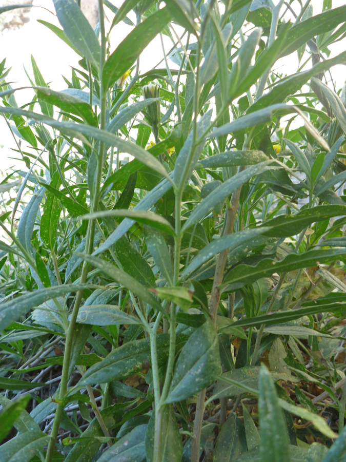 Leaves and stems