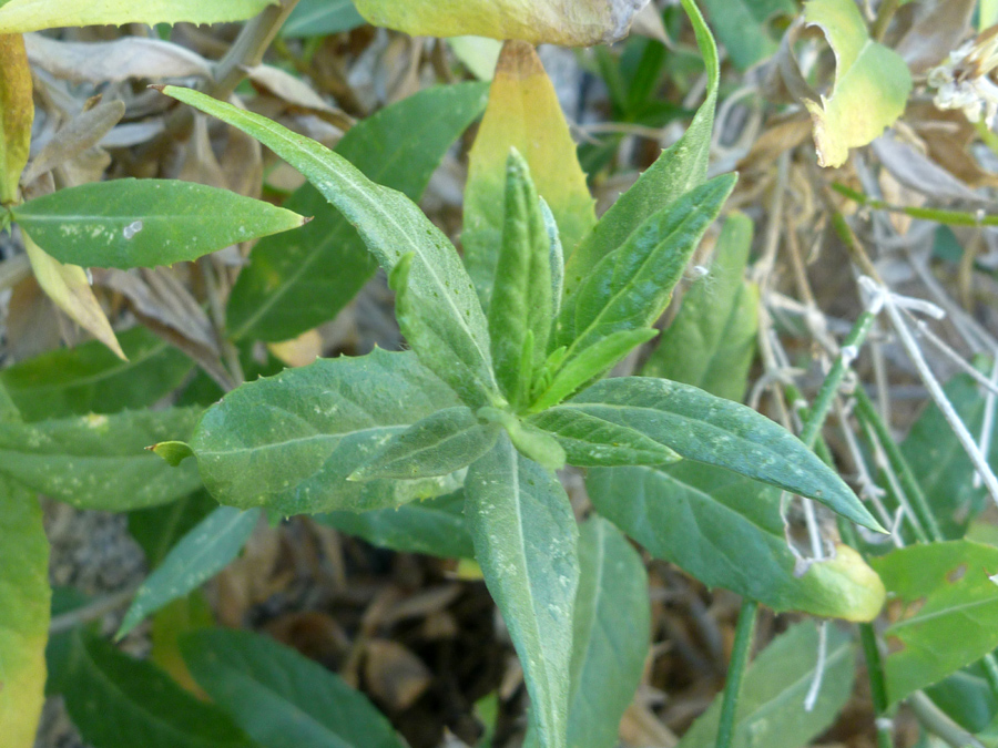 Lanceolate leaves