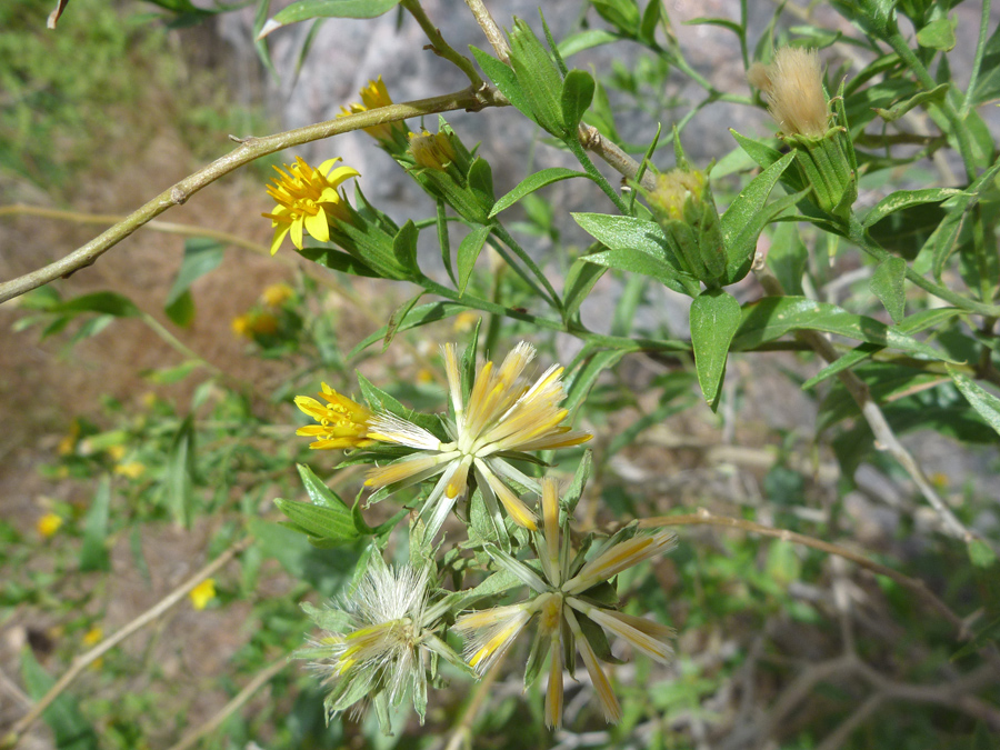 Seeds