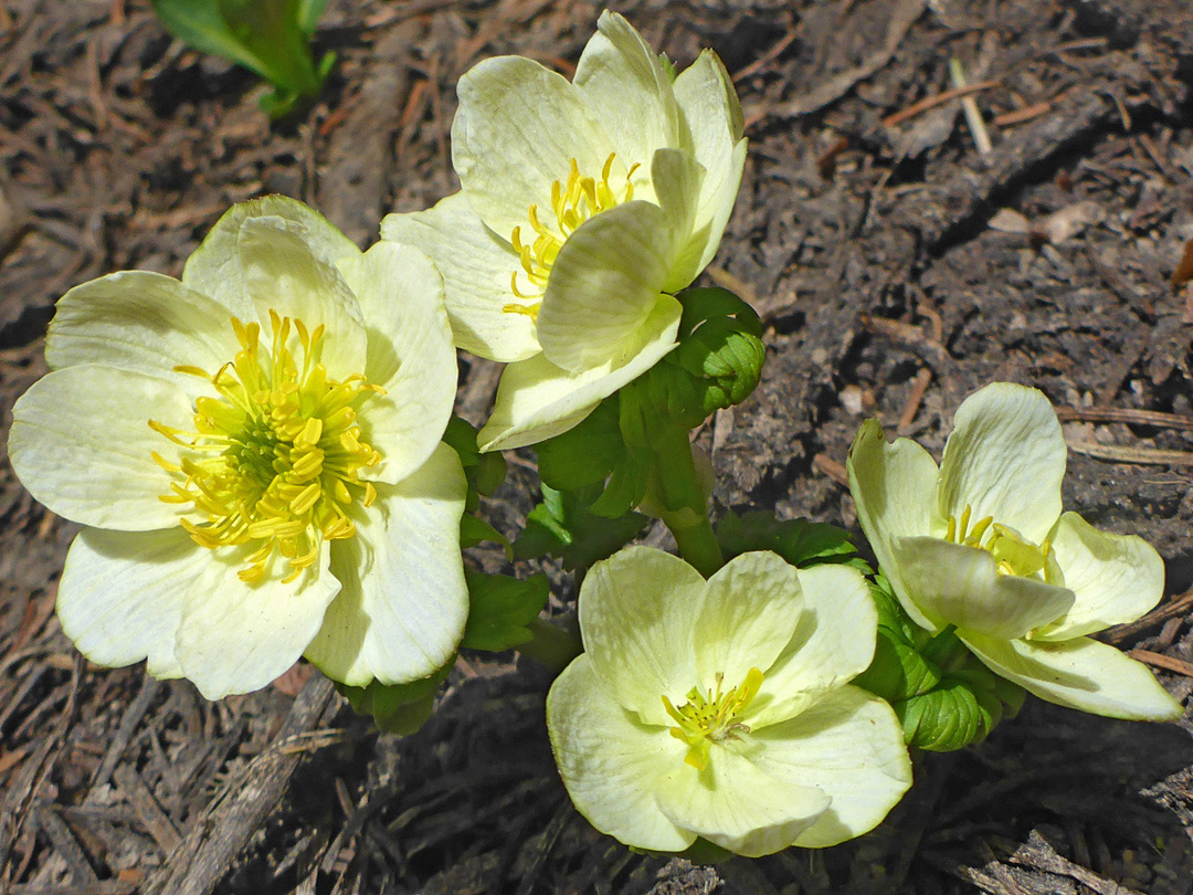 Four flowers