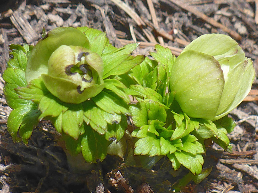 Buds and leaves