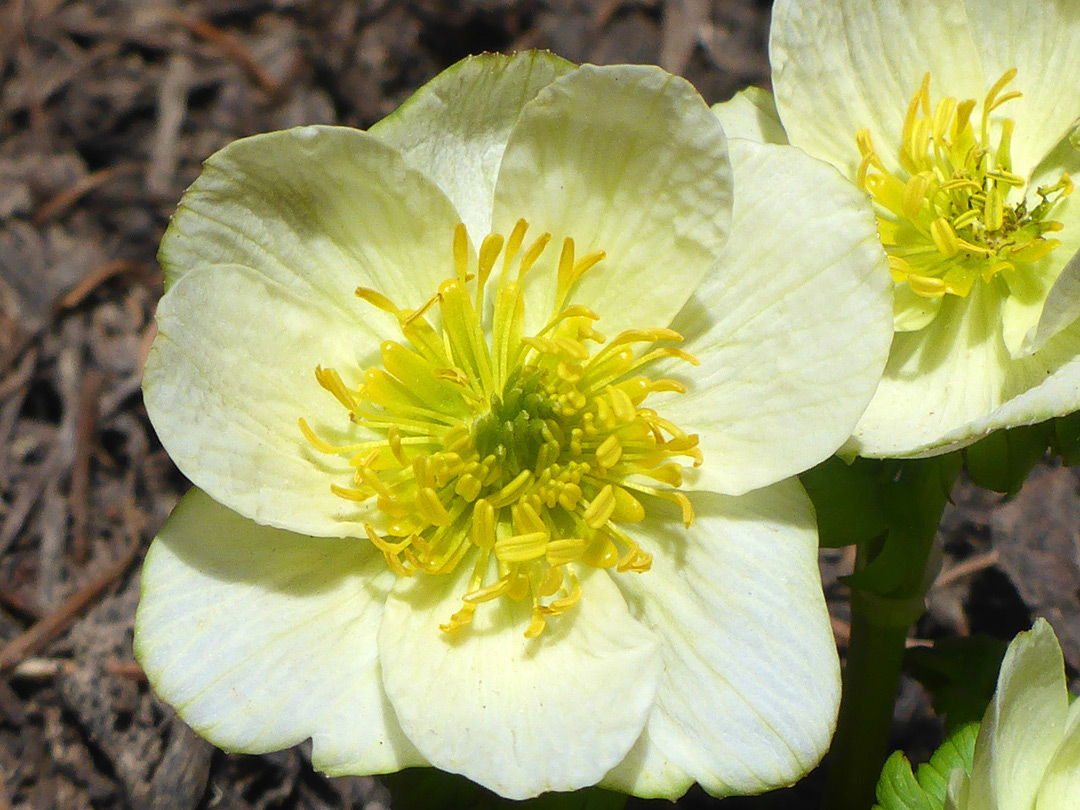 Yellow stamens