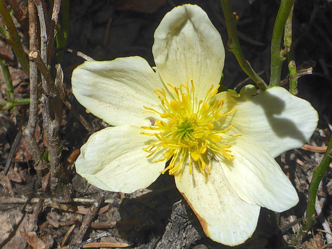 Flower starting to wither