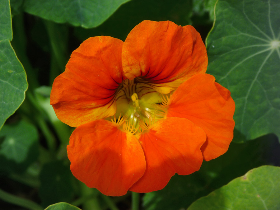 Overlapping red petals