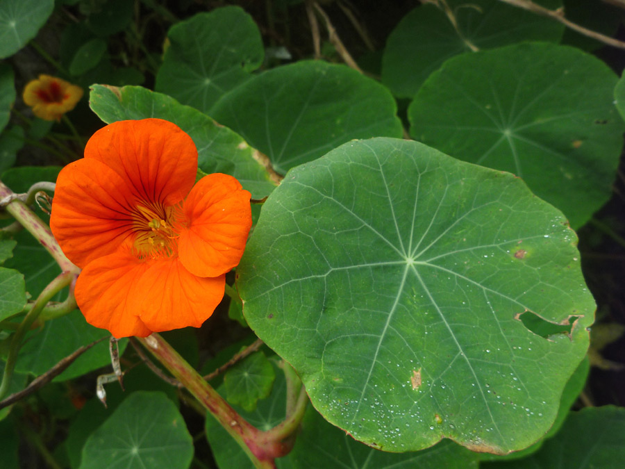 Flower and leaf