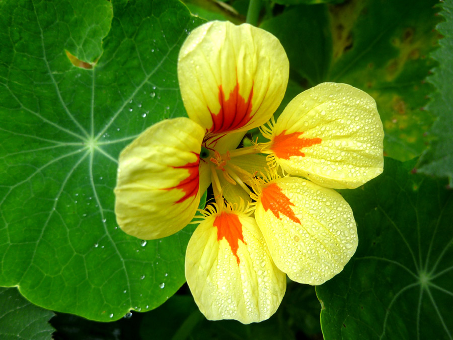 Yellow petals