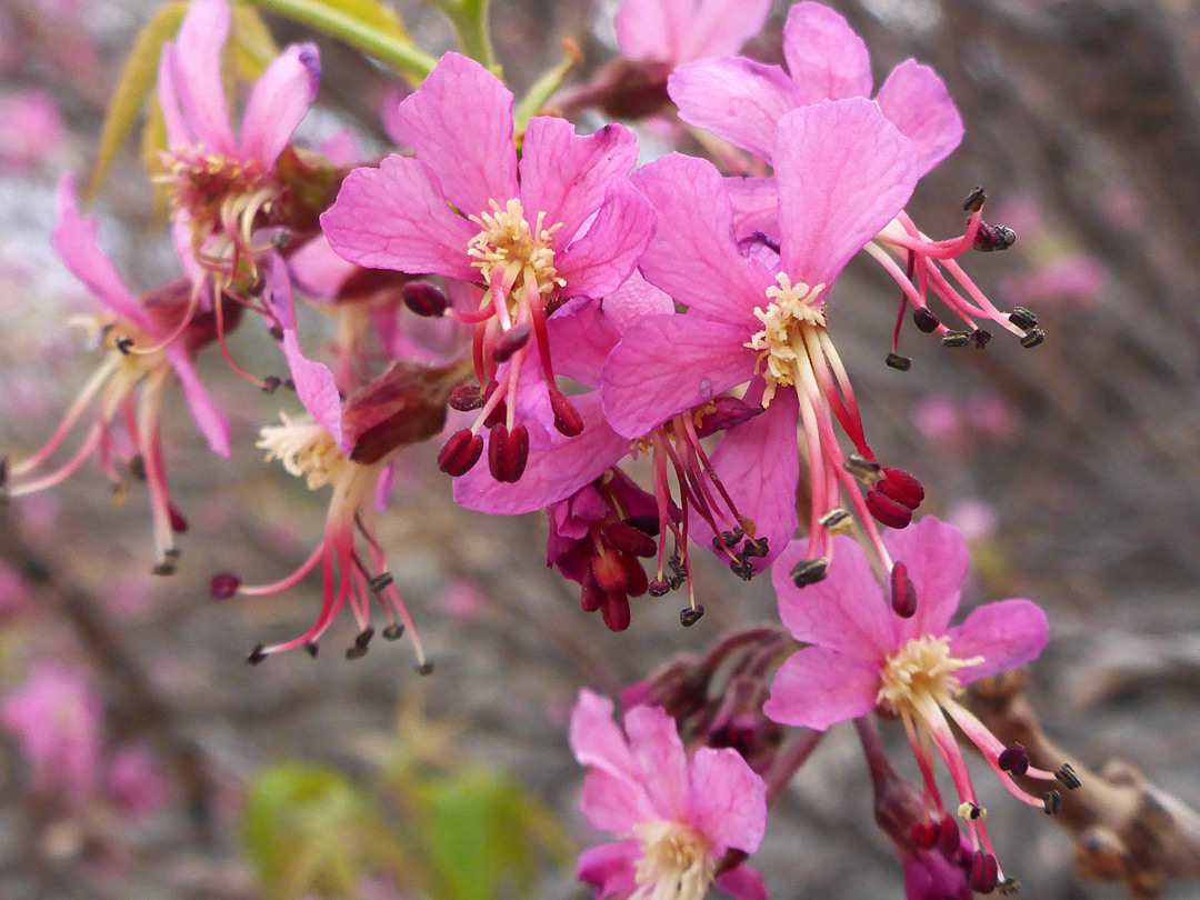 Pink flowers