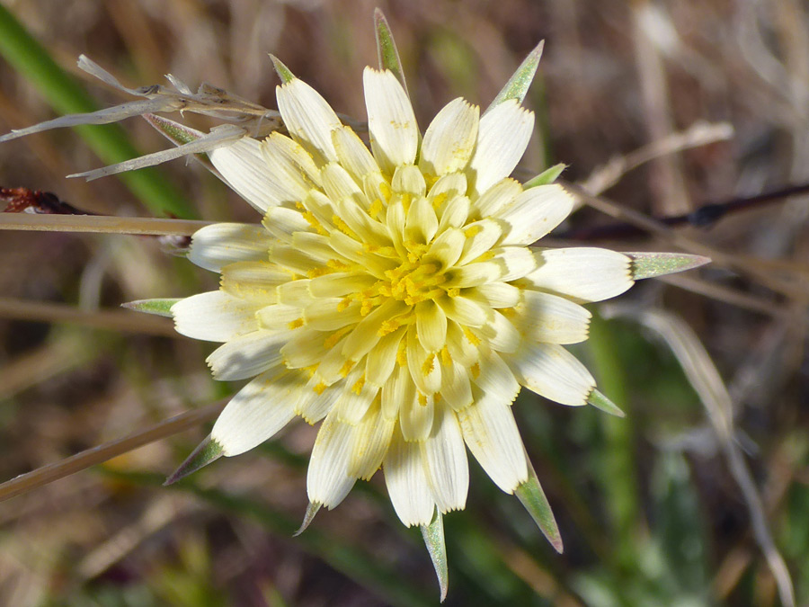 Pale yellow florets