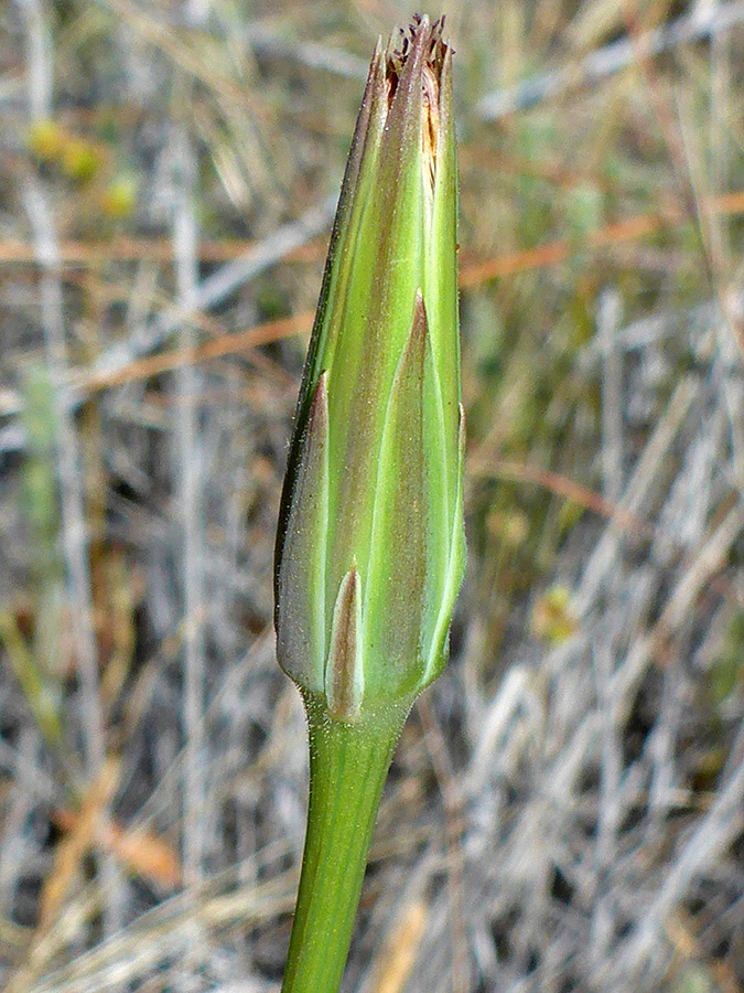 Bud