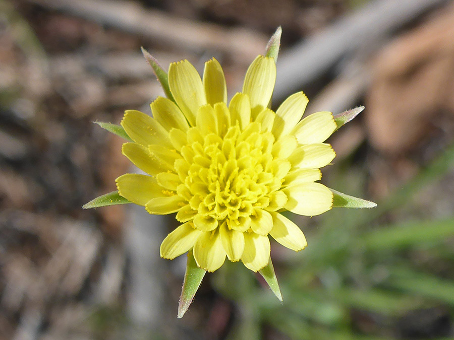 Yellow flowerhead