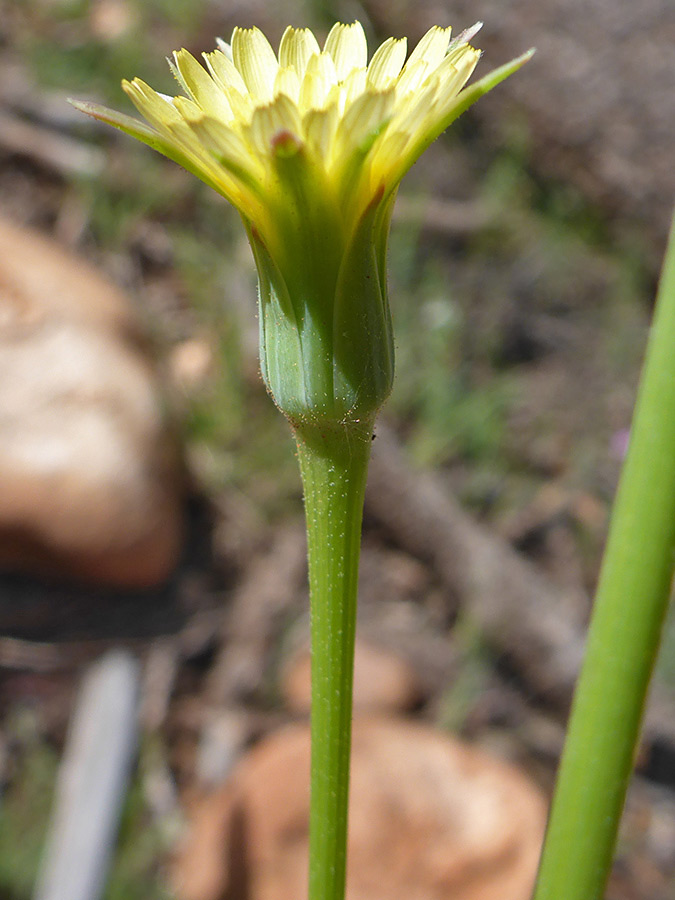 Side of a flowerhead