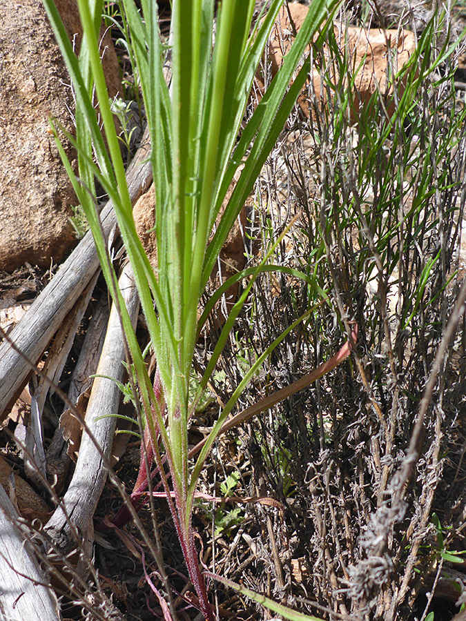 Linear leaves