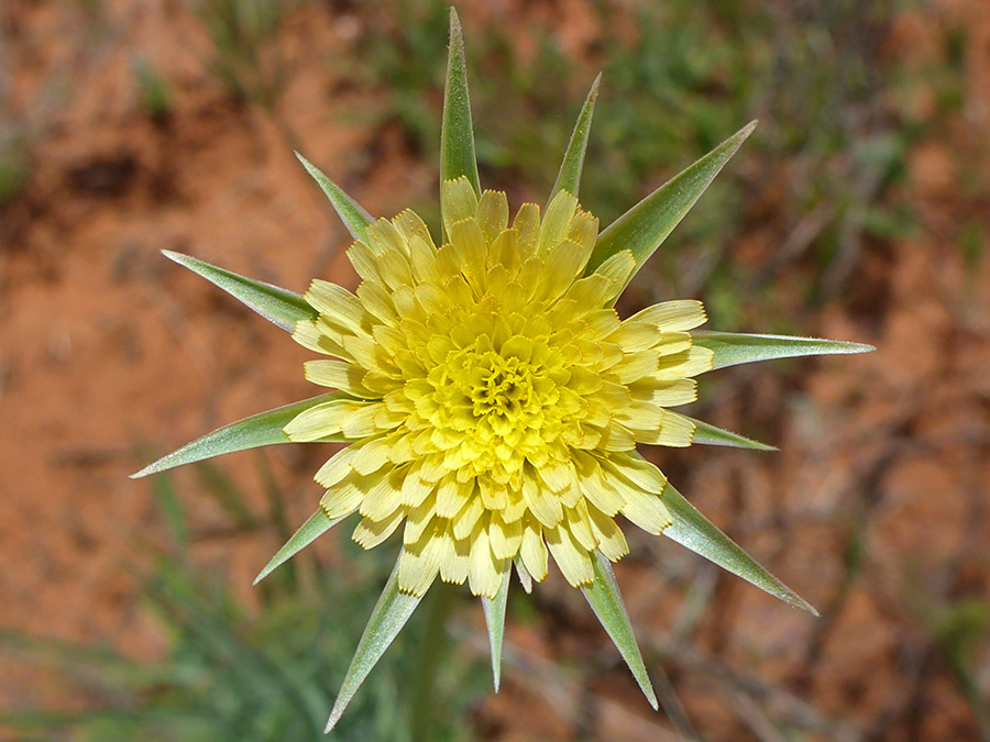 Protruding phyllaries