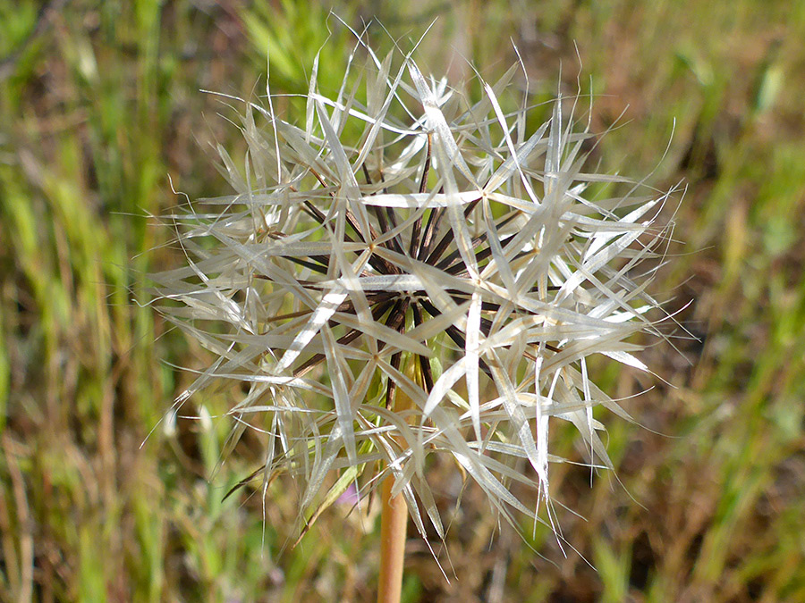 Seeds