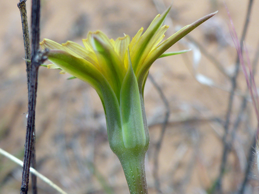 Green involucre