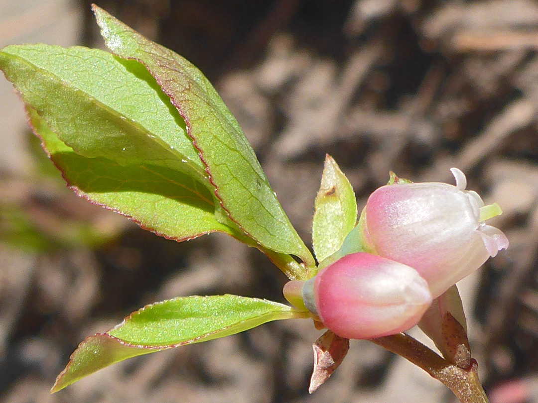 Pinkish flowers