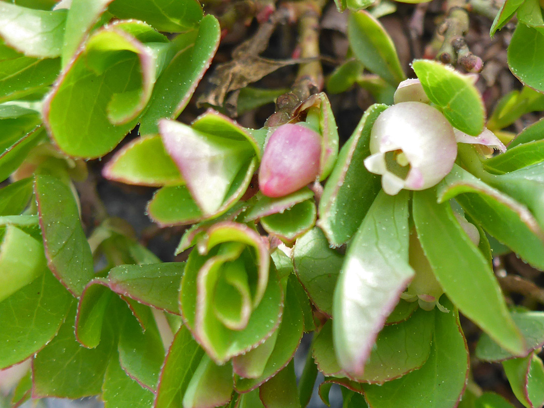 Leaves and flowers