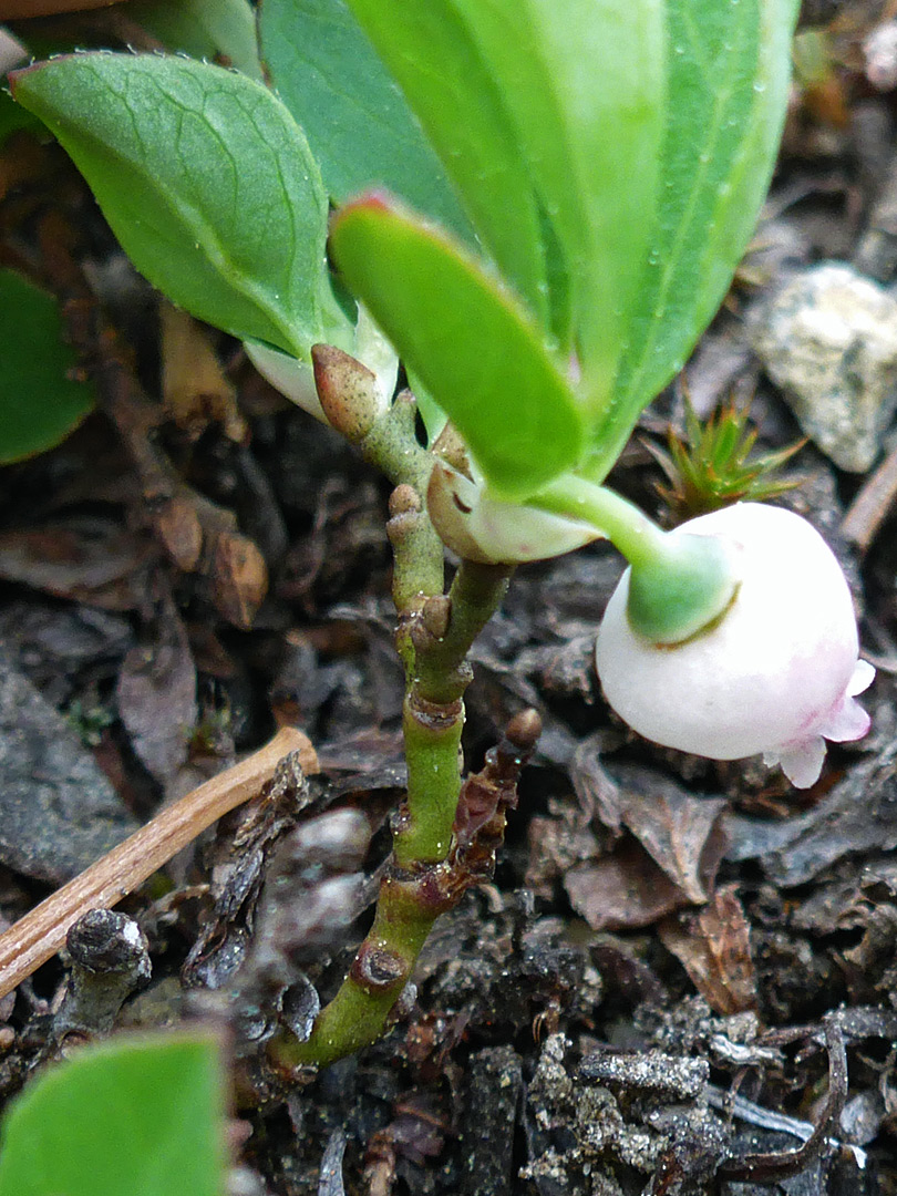 Pendent flower