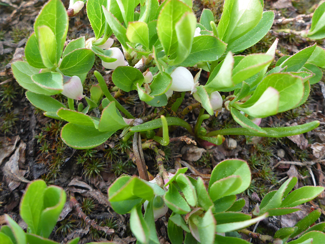 Light green leaves